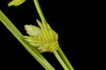 Tropical flatsedge